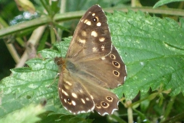 Speckled Wood